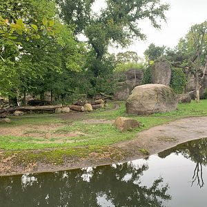 1st Eastern Black Rhinoceros and South African Cheetah forested enclosure - Africa