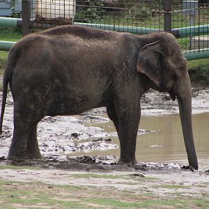 Asian Elephant (Elephas maximus)