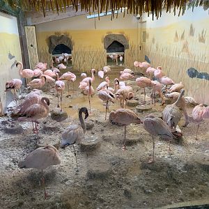 Lesser Flamingo indoor enclosure - Africa