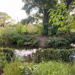Lesser Flamingo outdoor enclosure - Africa