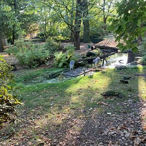 Red-necked Wallaby and White-naped Crane enclosure - Asia