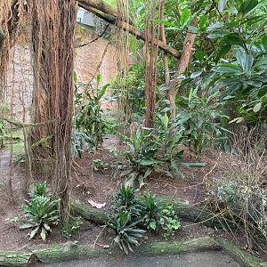 Hamlyn's Monkey and Kirk's Dik-dik enclosure - Gondwanaland