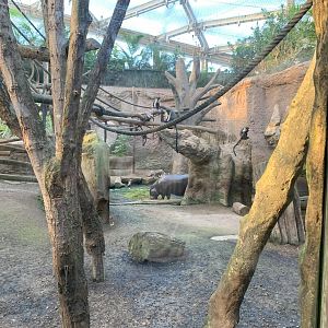 Pygmy Hippo and Diana Monkey enclosure - Gondwanaland