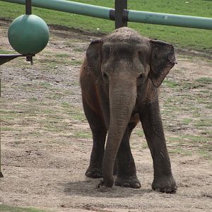 Asian Elephant (Elephas maximus)