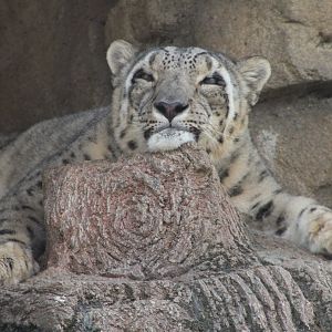 Snow Leopard (Panthera uncia)
