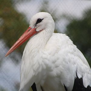 White Stork (Ciconia ciconia)