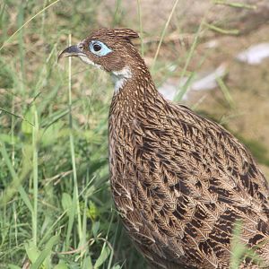 Himalayan Monal (Lophophorus impejanus)