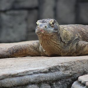 Komodo Dragon (Varanus komodoensis)