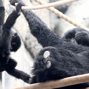 Siamangs (Symphalangus syndactylus)