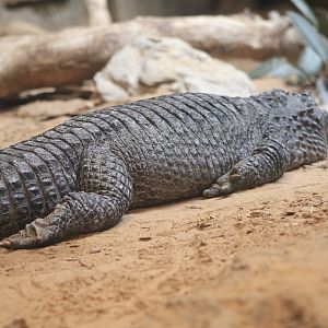 Chinese Alligator (Alligator sinensis)