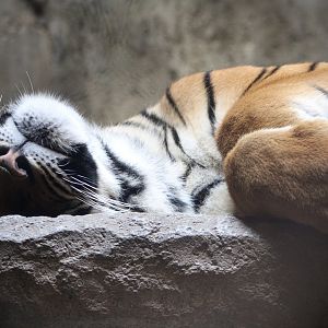 Malayan Tiger (P. t. tigris / “jacksoni”)