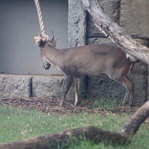 Reeve’s Muntjac (Muntiacus reevesi)