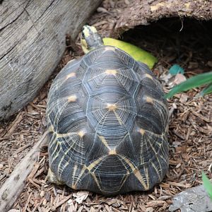 Radiated Tortoise (Astrochelys radiata)