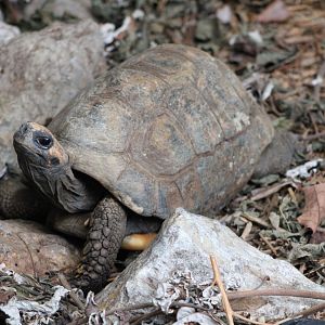 Yellow-Footed Tortoise (Chelonoidis denticulatus)