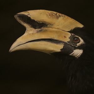 Oriental Pied-Hornbill Anthracoceros albirostris