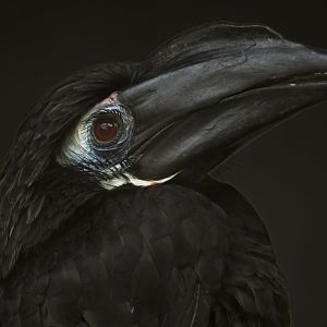 Bushy-crested Hornbill Anorrhinus galeritus