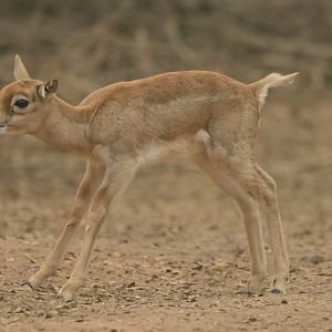 Blackbuck Antilope cervicapra