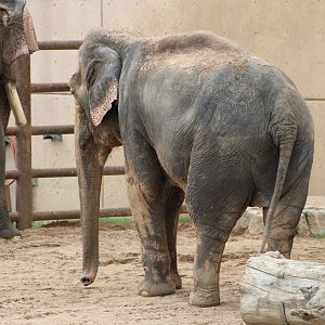 Asian Elephants (Elephas maximus)
