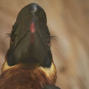 Rufous Hornbill Buceros hydrocorax