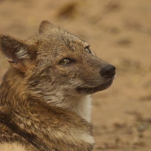 Golden jackal Canis aureus