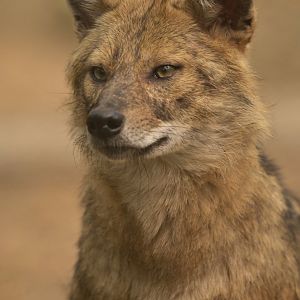 Golden jackal Canis aureus