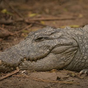 Marsh crocodile Crodylus palustris