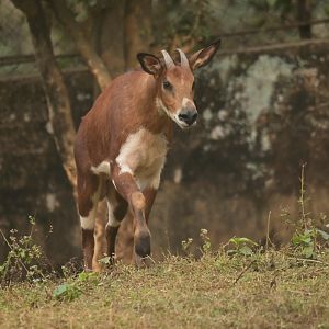Burmese Red Serow (Capricornis rubidus)