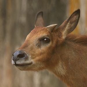 Burmese Red Serow (Capricornis rubidus)