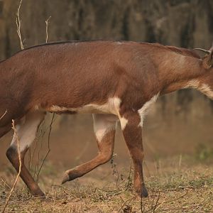 Burmese Red Serow (Capricornis rubidus)