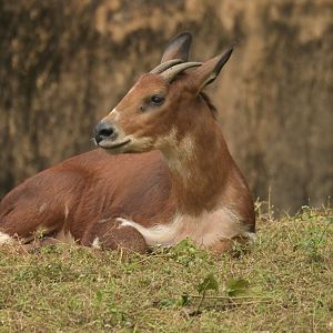 Burmese Red Serow (Capricornis rubidus)