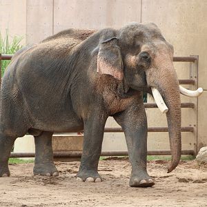 Asian Elephant (Elephas maximus)