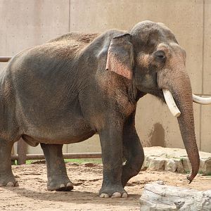 Asian Elephant (Elephas maximus)