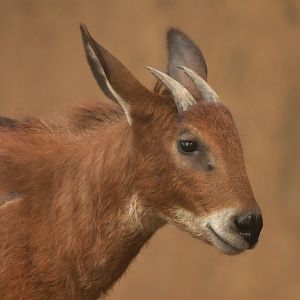 Burmese Red Serow (Capricornis rubidus)
