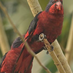 Black-winged Lory Trichoglossus cyanogenius