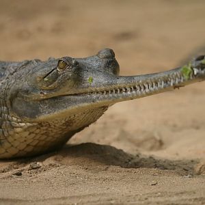 Gharial Gavialus gangeticus