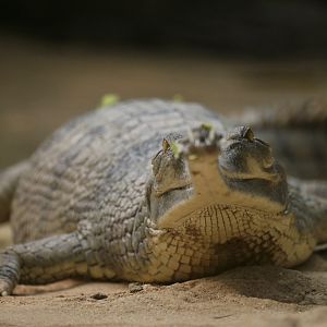 Gharial Gavialus gangeticus