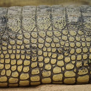 Gharial Gavialus gangeticus