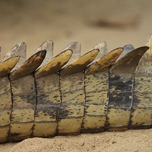 Gharial Gavialus gangeticus