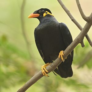 Common Hill Myna Gracula religiosa