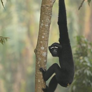 Western hoolock Hoolock hoolock