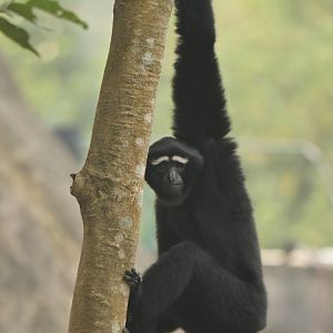 Western hoolock Hoolock hoolock