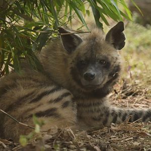 Striped hyaena Hyaena hyaena