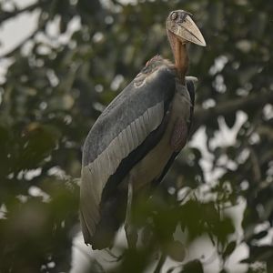 Greater adjudant Leptoptilos dubius