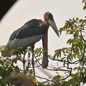 Greater adjudant Leptoptilos dubius