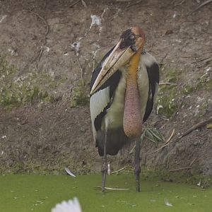 Greater adjudant Leptoptilos dubius