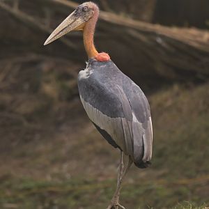 Greater adjudant Leptoptilos dubius