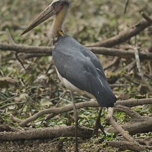Lesser adjudant Leptoptilus javanicus