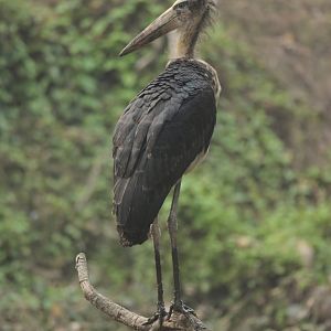 Lesser adjudant Leptoptilus javanicus