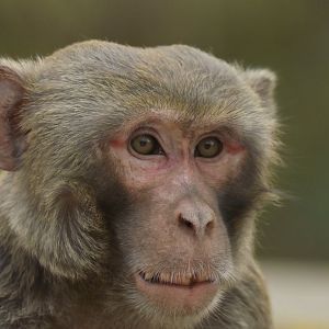 Rhesus macaque Macaca mulatta