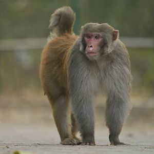 Rhesus macaque Macaca mulatta